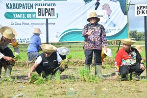 Dinas Pertanian Sumenep Targetkan Produksi 6,5 Ton per Hektar dari Gerakan Tanam Padi