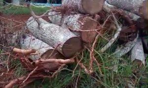 Selain Serobot Tanah, Banyak Pohon Warga di Bulangan Barat Pamekasan Ditebang Oknum Tanpa Izin